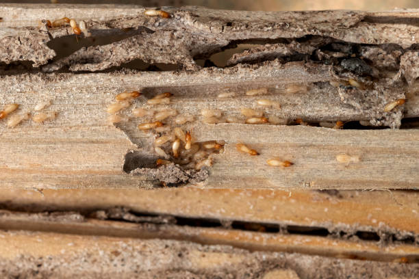 Insect Control in Corbin, KY