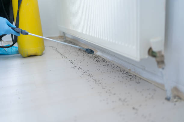 Best Pest Inspection Near Me  in Corbin, KY